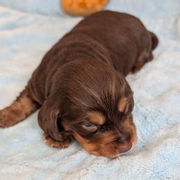 Rocky - Chocolate and tan male Dachshund puppy in Marshall, Texas from Wilson's Kennels