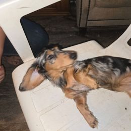 BeaBee - Dachshund