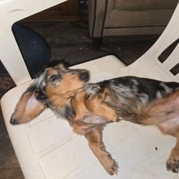 BeaBee - Dachshund