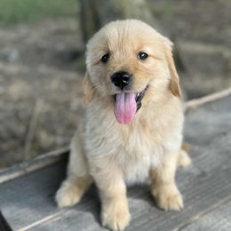 Yellow Girl - Golden female Golden Retriever puppy in Trenton, Texas from Scout's Legacy Golden Retrievers