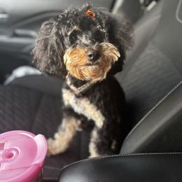 Cleo - Cavapoo