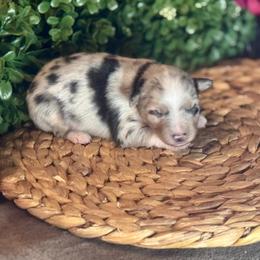 Ron - Blue merle male Toy Australian Shepherd puppy in California from Eagle River Aussies