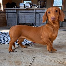 Rose - Dachshund