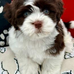 Cinder - Chocolate female Havanese puppy in Wappapello, Missouri from Titanium Havanese LLC