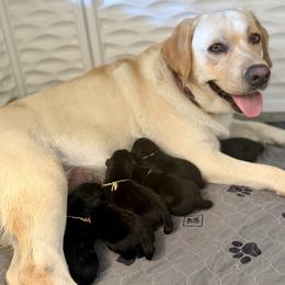 Pink Collar - Rosie - Black female Labrador Retriever puppy in Lowell, Arkansas from Riverbourne Labradors