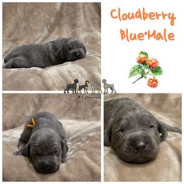 Cloudberry - Blue male Weimaraner puppy in Ferrum, Virginia from LAAT Weims