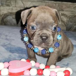 French Bulldog puppies from Valley of the Blue Dogs
