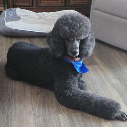 Shaka - Poodle