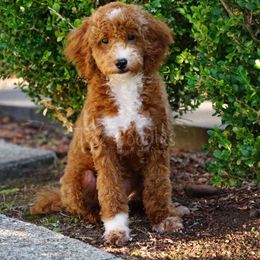 Dakota - Red  Poodle puppy in New Jersey from TK Poodles