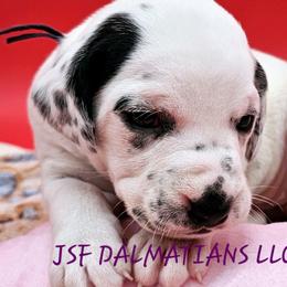 Elsa Lua Female - White and black Dalmatian puppy in Conrath, Wisconsin from JSF Dalmatians LLC
