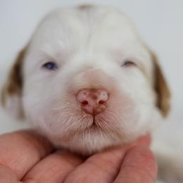Petal - Caramel female Australian Labradoodle puppy in Redding, California from Shasta Royal Monroe Puppies