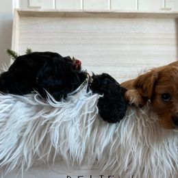 Cavapoos from Ashlee Allred-Baker