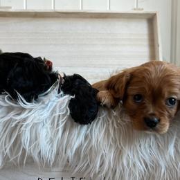 Cavapoos from Ashlee Allred-Baker
