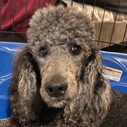 Gigi - Poodle