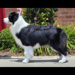 Beth - Black female Border Collie puppy in Dunn, North Carolina from Coylety Kennel