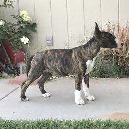 Bull Terrier Puppies from Sunny Sky Bull Terriers