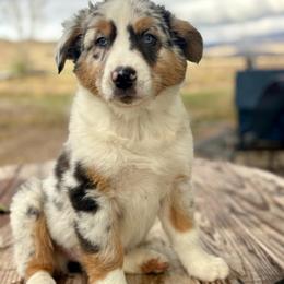 Butch - Blue merle male Australian Shepherd puppy in Preston, Idaho from KC Bar Ranch Aussies