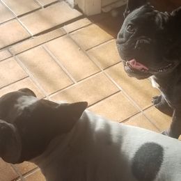 French Bulldogs from Donna's Frenchies