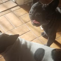 French Bulldogs from Donna's Frenchies