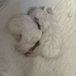 Girl 2 - White Coton de Tulear puppy in St Johns, Michigan from Centennial Farms Cotons