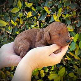 Yellow Collar Girl - Red  female Poodle puppy in Modesto, California from Dry Creek Poodles