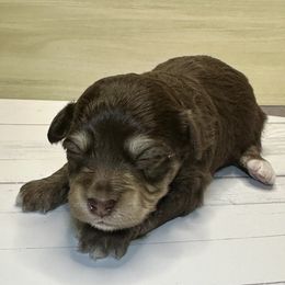 Kristoff - Red tri-color male Aussiedoodle puppy in Castalia, Iowa from K&K Kennels