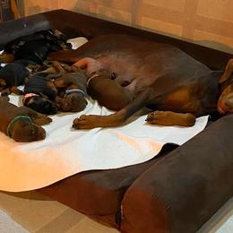 Doberman Pinscher Puppies from Jensen Dobermans