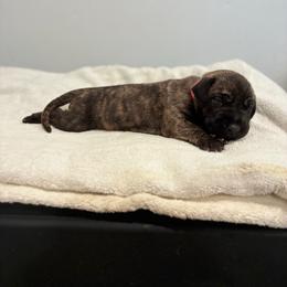 Cosmo - Brindle female Great Dane puppy in Marble Falls, Texas from Notorious Great Danes