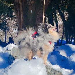 Rascal - Pomeranian