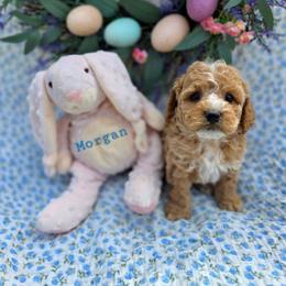 Morgan - male Cavapoochon puppy in Bullard, Texas from Cavapoochon Central LLC
