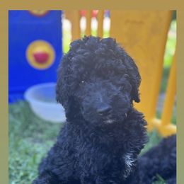 Poodle Puppies from Sarah’s Standards