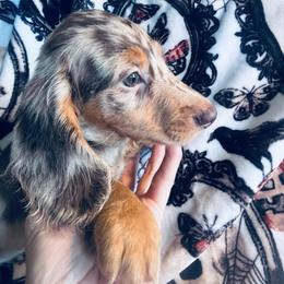 Gordon - Dapple male Dachshund puppy in Argos, Indiana from TKO Doxies