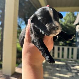 Galaxy - Black and white male Aussiedoodle puppy in Columbia Falls, Montana from Firefly Aussies & Aussiedoodles