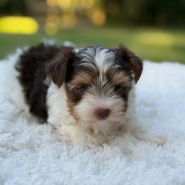 Rosie - Chocolate, tan and white female Yorkshire Terrier puppy in Liberty, Texas from Tiny Yorkshire pups