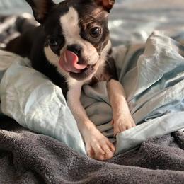 Boston Terrier Puppies from Lola’s House of Bostons & Rescue