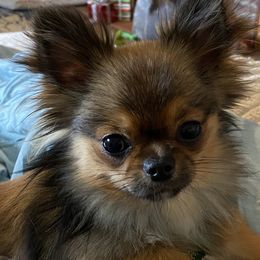 Goose - Chihuahua