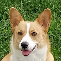 Paisley - Pembroke Welsh Corgi