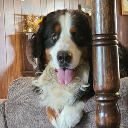 Logan - Bernese Mountain Dog