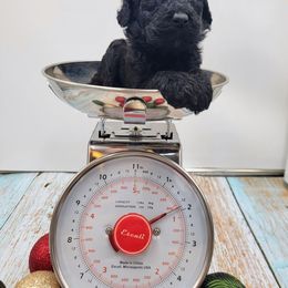 Boy 3 - Poodle puppy in Inman, South Carolina from Raynebow Rose Poodles