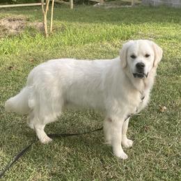 Charlie - Golden Retriever