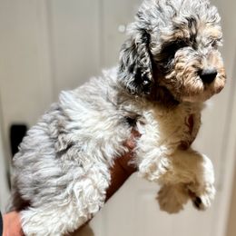 Boy 3 - Goldendoodle puppy from Empire Doodles
