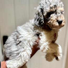 Boy 3 - Goldendoodle puppy from Empire Doodles