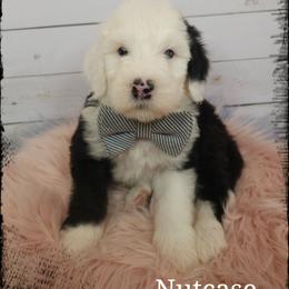 Nutcase - Black and white male Sheepadoodle puppy in Farley, Iowa from Iowa's Doodle Co.