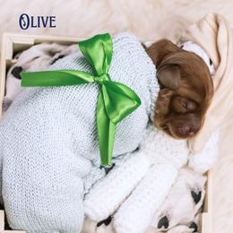 Olive - Caramel red female Australian Labradoodle puppy in Redding, California from Shasta Royal Monroe Puppies