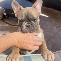 Tiff - Blue fawn female French Bulldog puppy in Perris, California from Queenbeebullies