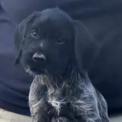 Paris - Black and white female German Wirehaired Pointer puppy in Wellston, Ohio from Blue Line GWPs