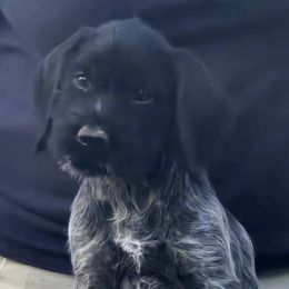 Paris - Black and white female German Wirehaired Pointer puppy in Wellston, Ohio from Blue Line GWPs