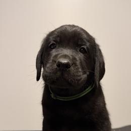 Green - Black male Labrador Retriever puppy in Middleton, New Hampshire from Tag Hollow