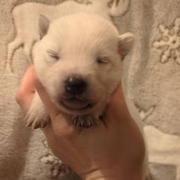 Girl 4 - Red speckled female Australian Cattle Dog puppy in Mena, Arkansas from Red Desert Australian Cattle Dogs