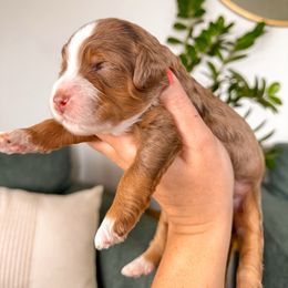 Ruby - Merle female Bernedoodle puppy in Ammon, Idaho from Little Stone Bernedoodles